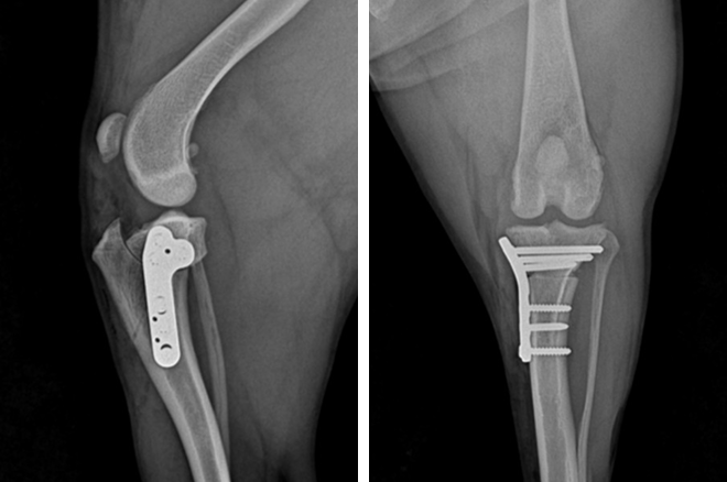TPLO 수술후 X-ray 사진